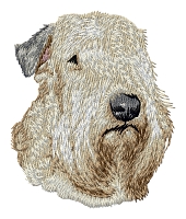 Soft Coated Wheaten Terrier