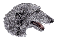 Scottish Deerhound