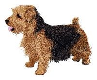 Norfolk Terrier