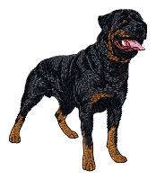 Rottweiler