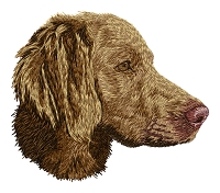 Weimaraner