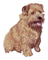 Norfolk Terrier