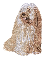 Tibetan Terrier