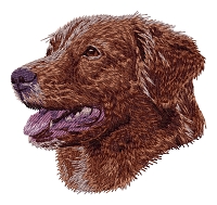 Nova Scotia Duck Tolling Retriever