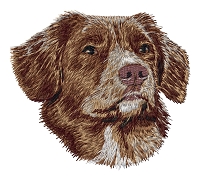Nova Scotia Duck Tolling Retriever