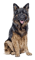 German Shepherd