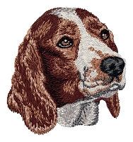 Welsh Springer Spaniel