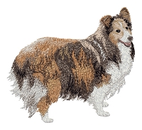 Shettland Sheepdog