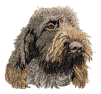 Spinone Italiano