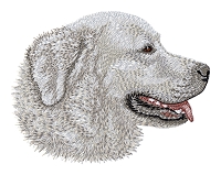 Tatra Mountain Sheepdog