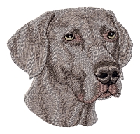 Weimaraner