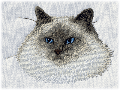 Birman Cat