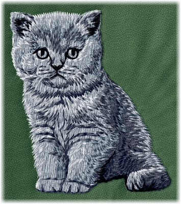 British Shorthair Kitten