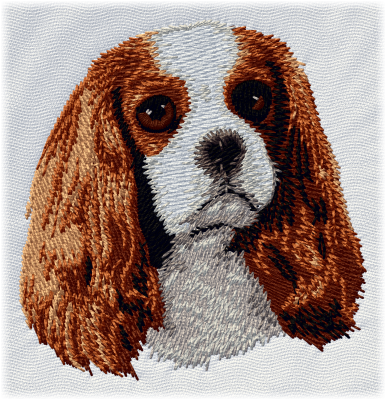 Cavalier King Charles Spaniel