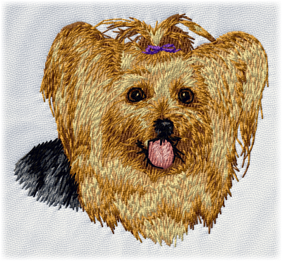 Yorkshire Terrier