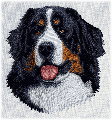 Bernese Mountain Dog