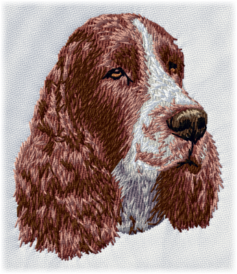 English Springer Spaniel