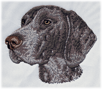 German Shorthaired Pointer