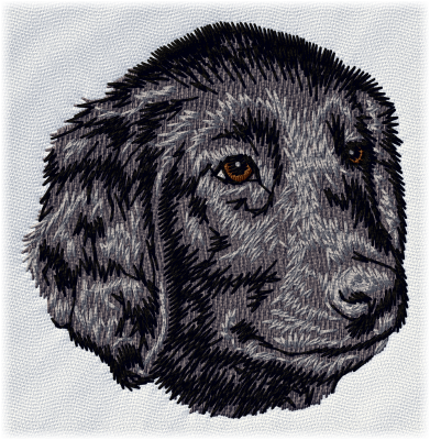 Flat-Coated Retriever