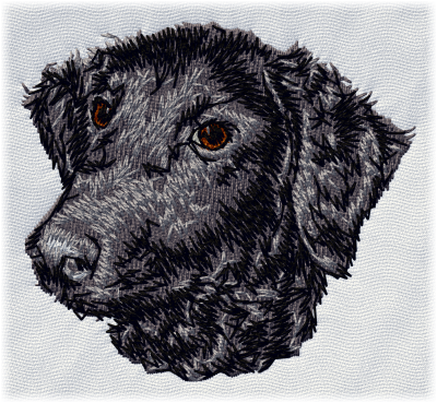 Curly Coated Retriever