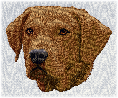 Chesapeak Bay Retriever