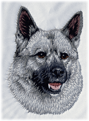 Norwegian Elkhound