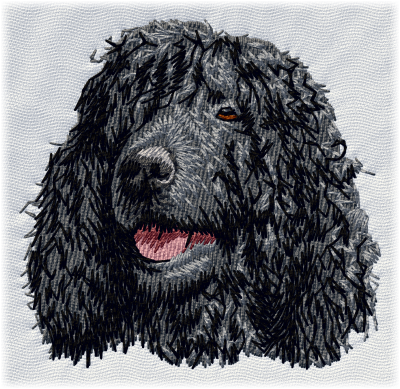 Irish Water Spaniel