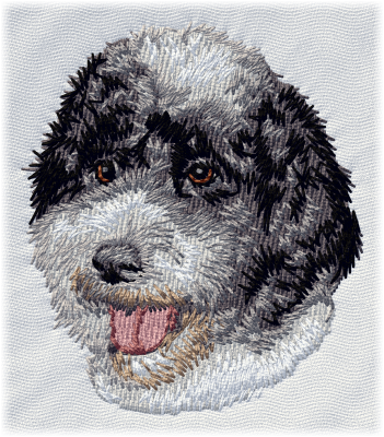 Portuguese Water Dog