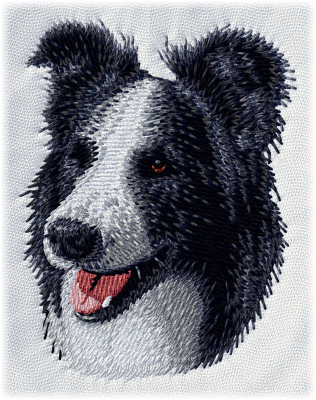 Border Collie