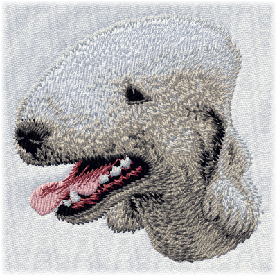 Bedlington Terrier