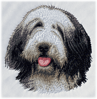 Bearded Collie