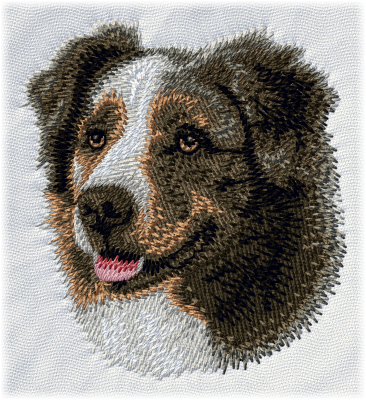 Australian Shepherd