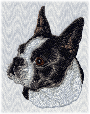 Boston Terrier