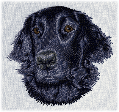 Flat-Coated Retriever