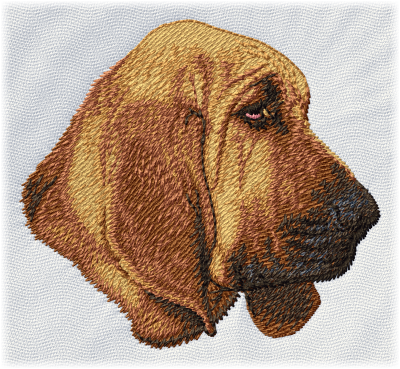 Bloodhound