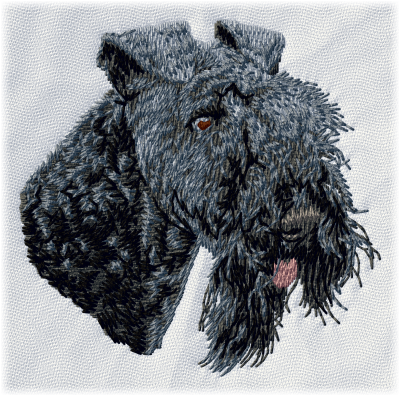 Kerry Blue Terrier