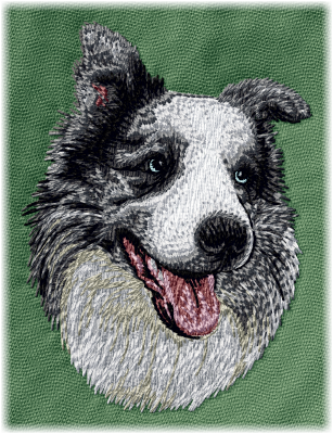 Border Collie