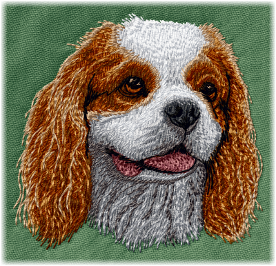 Cavalier King Charles Spaniel