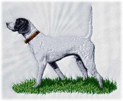 English Pointer