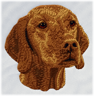 Vizsla