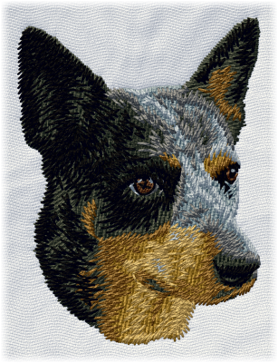 Australian Cattle Dog