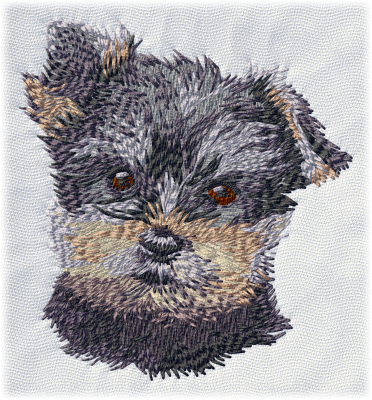 Yorkshire Terrier