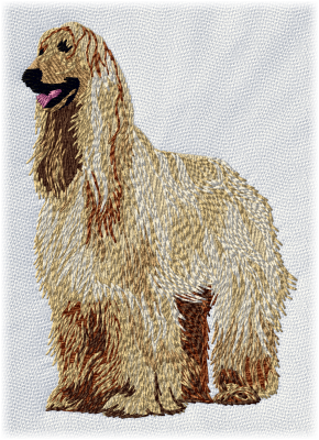 Afghan Hound