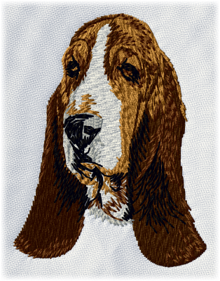 Basset Hound