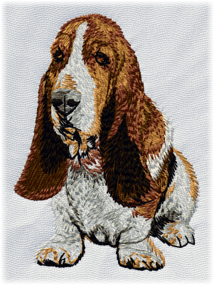 Basset Hound