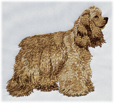 American Cocker Spaniel