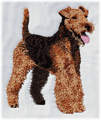 Welsh Terrier