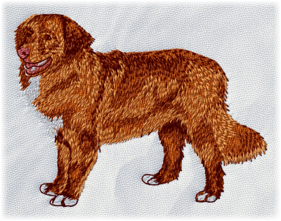 Nova Scotia Duck Tolling Retriever