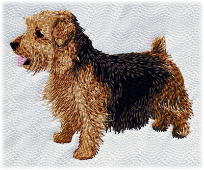 Norfolk Terrier