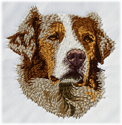 Australian Shepherd